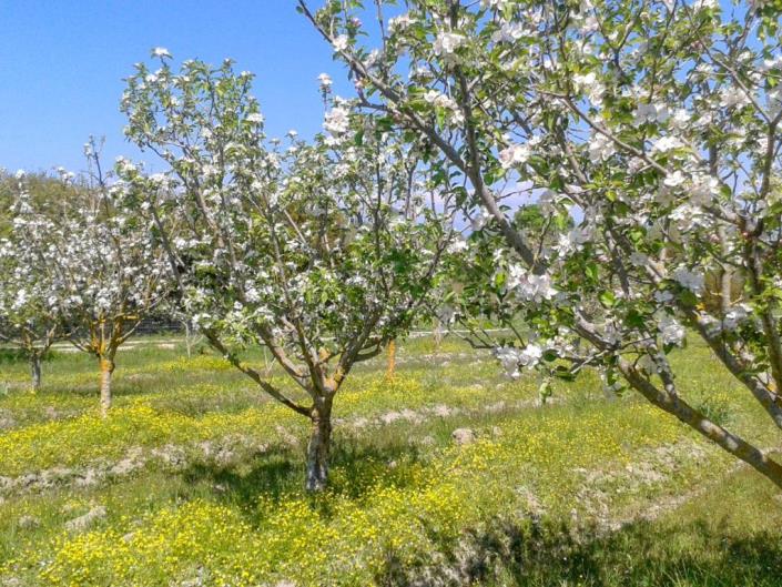 Image No.10-2 Bed Farmhouse for sale