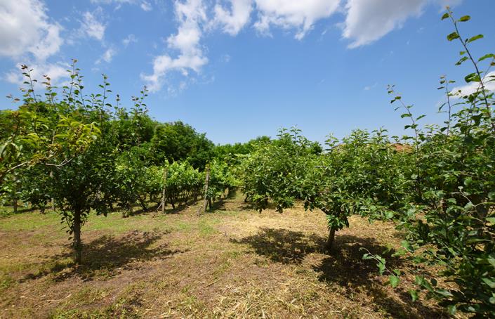 Image No.45-2 Bed House for sale