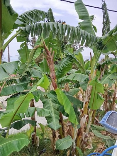 Image No.18-3 Bed Villa for sale