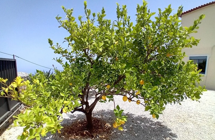 Image No.11-2 Bed House for sale