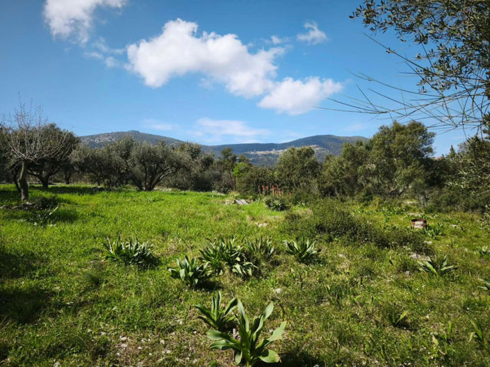 Image No.19-Maison de 2 chambres à vendre à Céphalonie