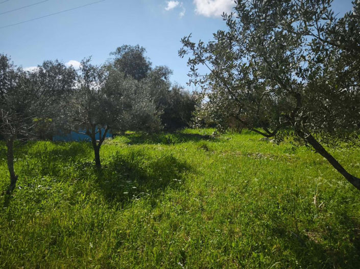 Image No.2-Maison de 2 chambres à vendre à Céphalonie