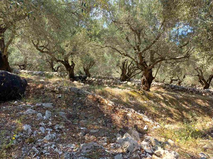 Image No.27-6 Bed House for sale