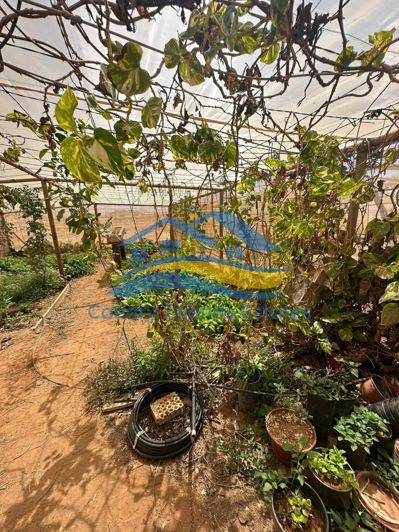 Image No.31-Maison de campagne de 4 chambres à vendre à Tuineje