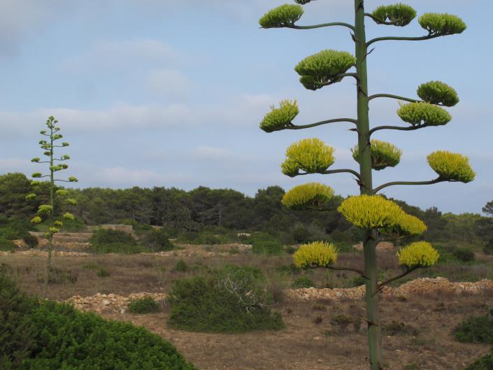 Image No.29-Villa de 2 chambres à vendre à Pila de la Mola 