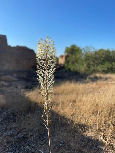Image No.6-Finca de 2 chambres à vendre à Pila de la Mola 
