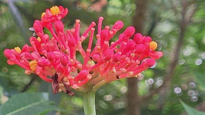 Image No.35-2 Bed House for sale