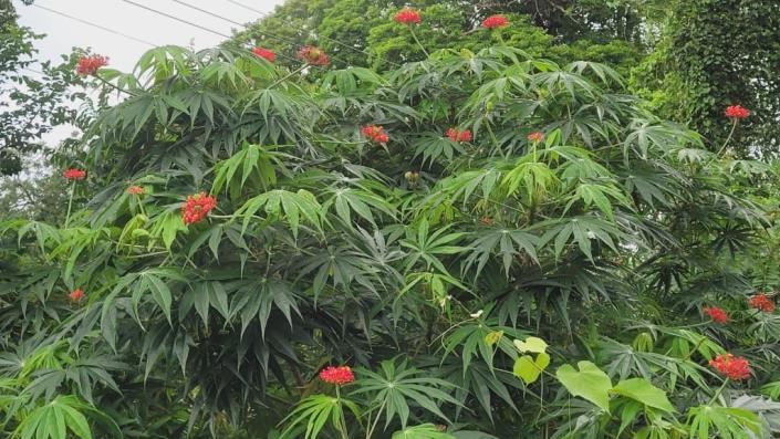 Image No.34-2 Bed House for sale