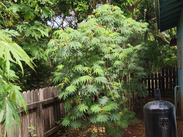 Image No.33-2 Bed House for sale