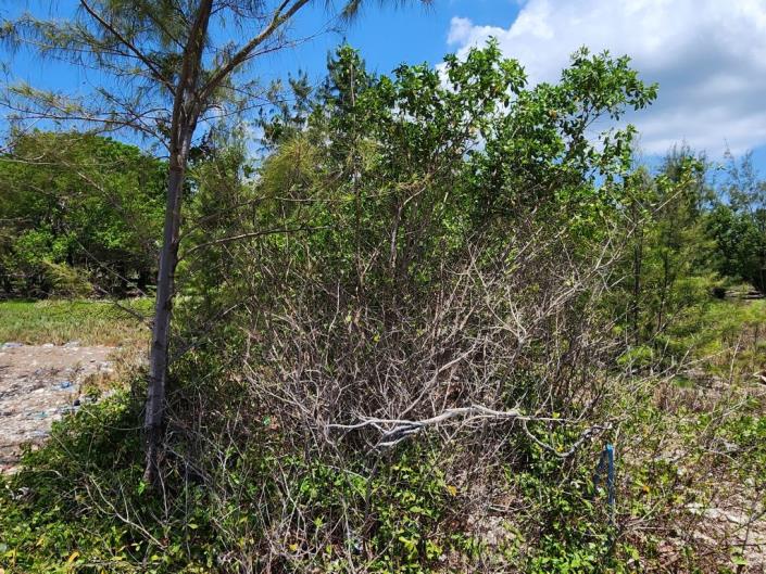 Image No.8-Land for sale