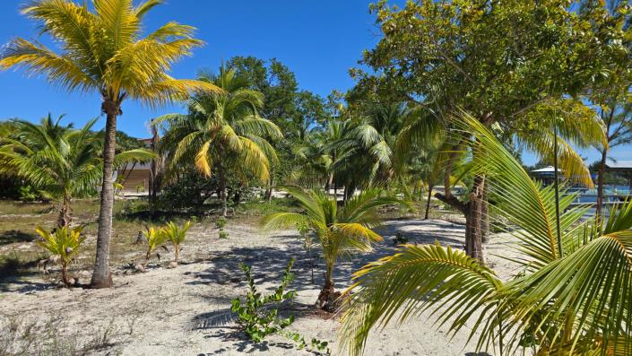 Image No.8-Terre à vendre à 