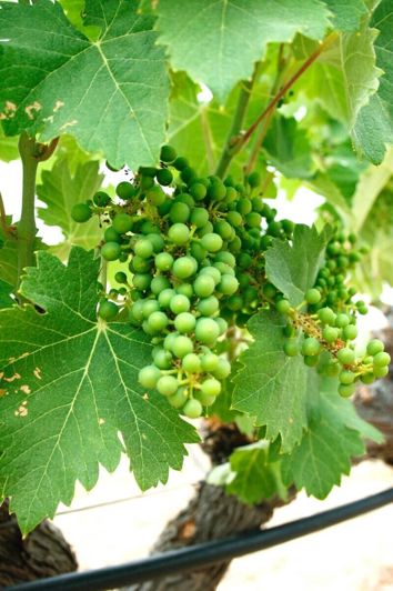 Image No.15-5 Bed House/Villa for sale