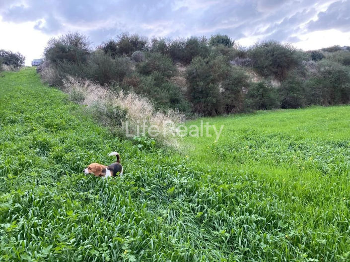 Image No.11-Terre à vendre à Pissouri