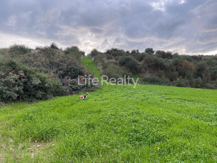 Image No.9-Terre à vendre à Pissouri