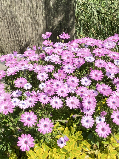 Image No.44-4 Bed Villa / Detached for sale