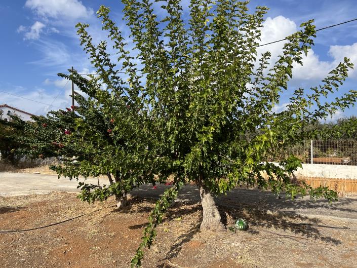 Image No.33-Maison de 2 chambres à vendre à Gouves