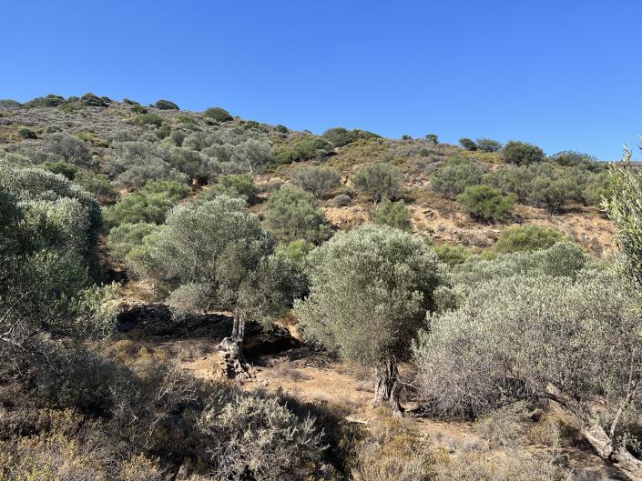 Image No.7-Terrain à vendre à Achlada