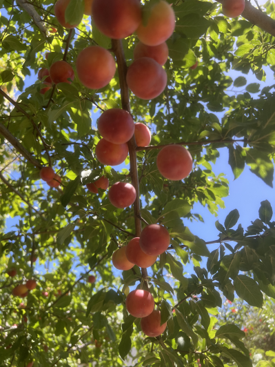 Image No.12-Plot for sale