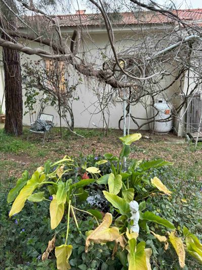 Image No.19-2 Bed Bungalow for sale