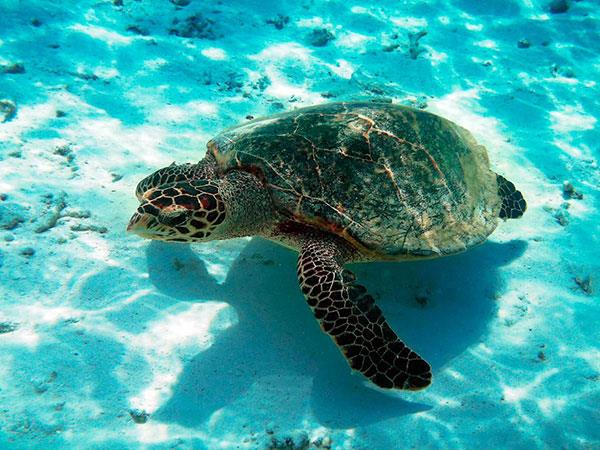 Image No.12-Terre à vendre à Holbox Island