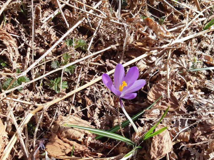 Image No.14-4 Bed Village House for sale