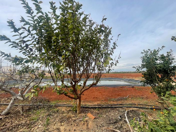 Image No.5-3 Bed Bungalow for sale