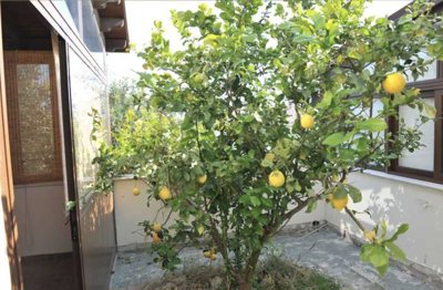 4-bed-villa-in-mazotos-9507-4