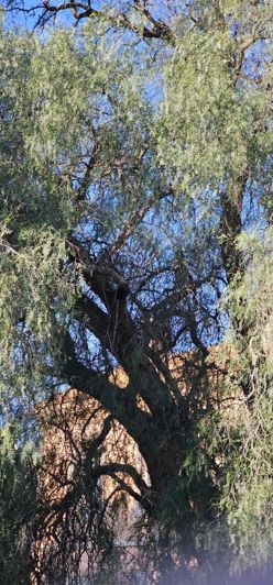 Image No.5-6 Bed Country House for sale