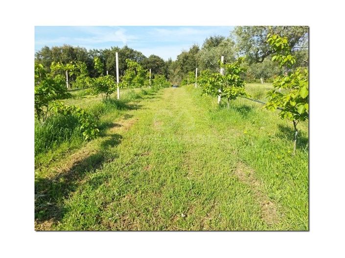 Image No.18-Farmhouse for sale