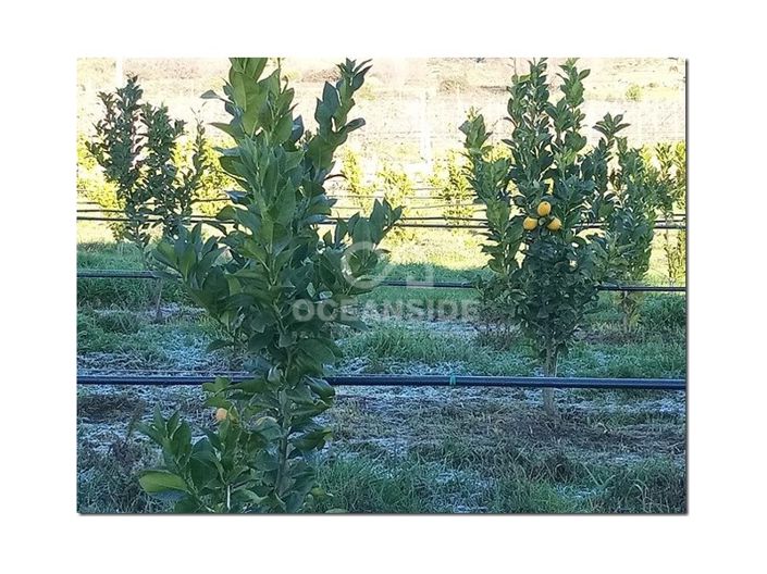 Image No.19-Farmhouse for sale