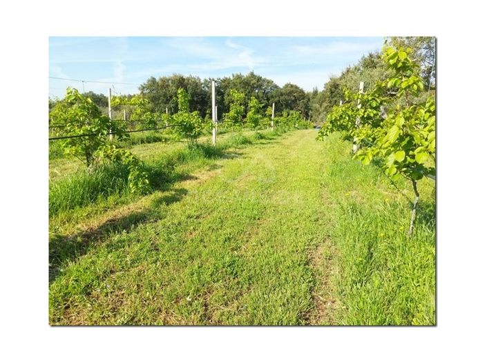 Image No.21-Farmhouse for sale