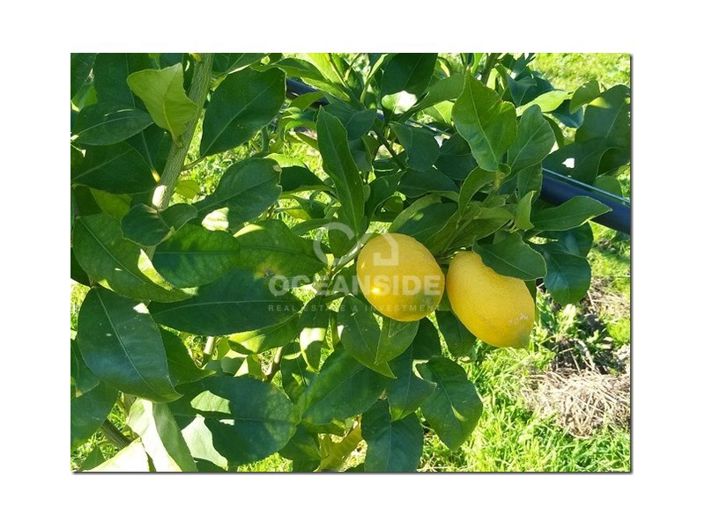 Image No.28-Farmhouse for sale