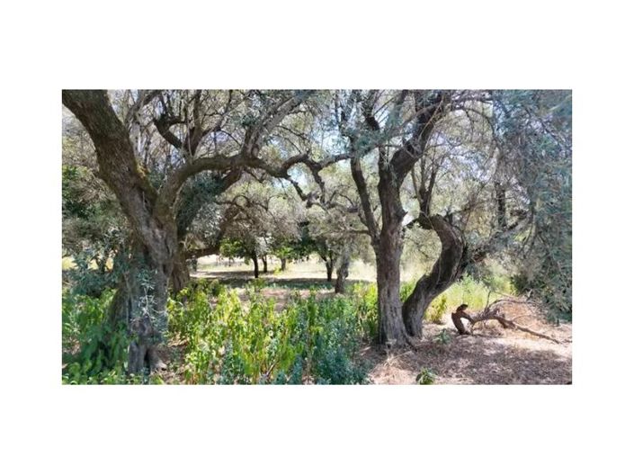 Image No.27-Maison de 10 chambres à vendre à Fundão