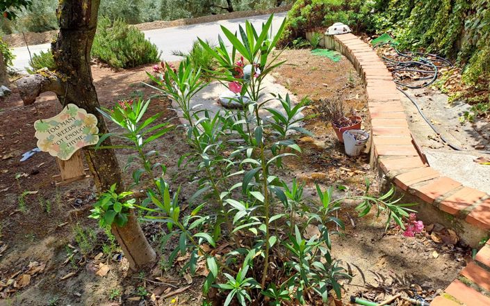 Image No.45-Maison de 4 chambres à vendre à Iznájar