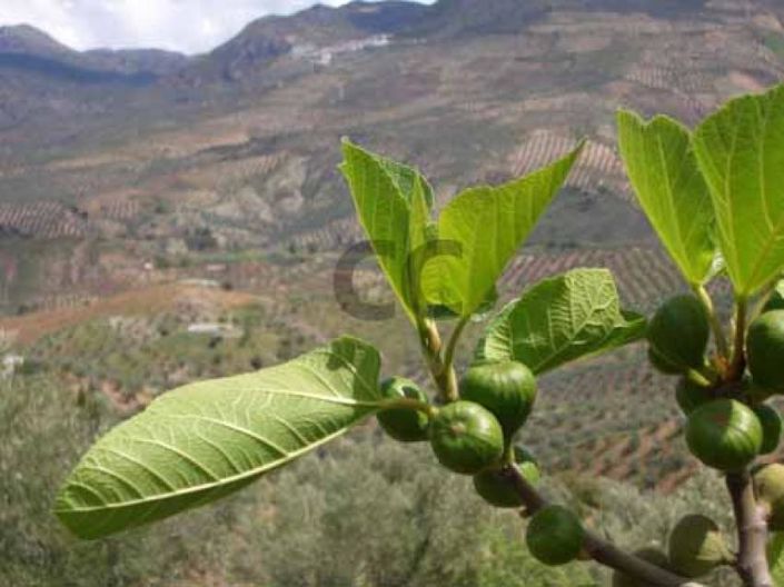 Image No.14-4 Bed House for sale