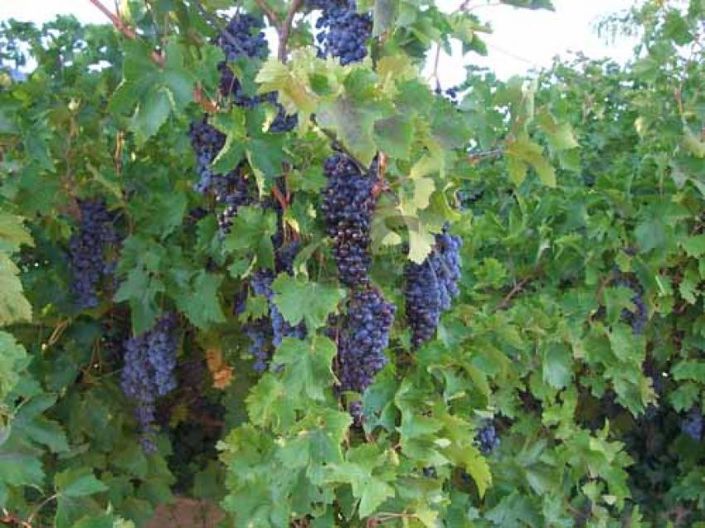 Image No.17-4 Bed House for sale