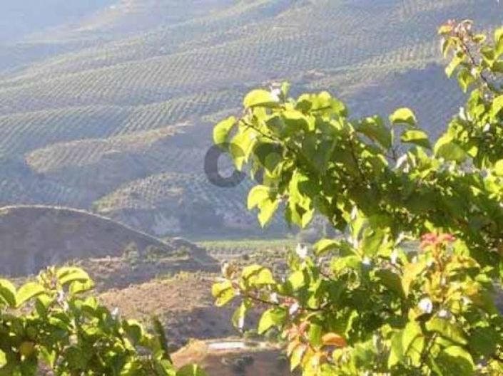 Image No.20-4 Bed House for sale