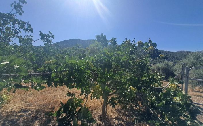 Image No.18-4 Bed House for sale