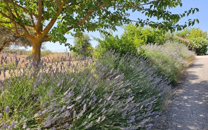 Image No.46-4 Bed House for sale