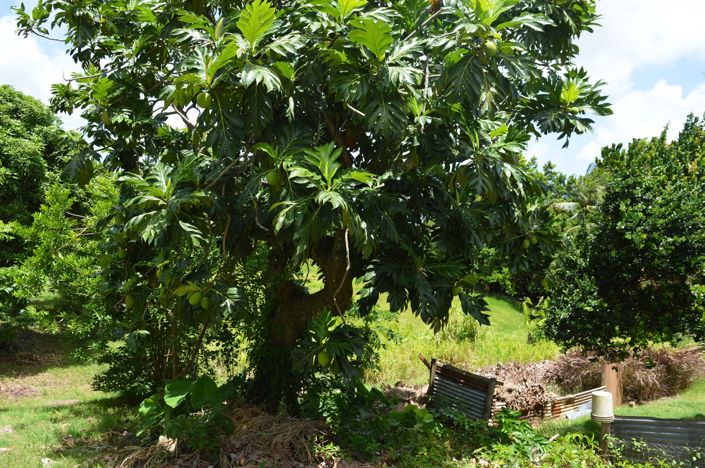 Image No.23-Propriété de 6 chambres à vendre à St George