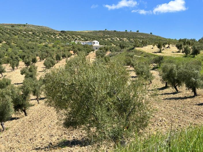 Image No.47-5 Bed Farmhouse for sale