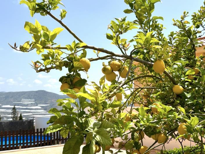 Image No.49-Maison / Villa de 5 chambres à vendre à Castell de Ferro