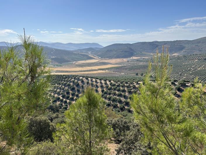 Image No.54-3 Bed Cortijo for sale