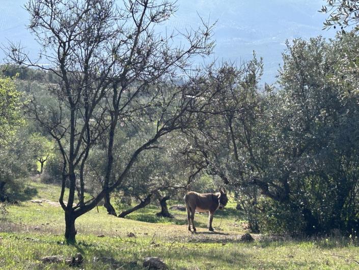 Image No.5-2 Bed Cortijo for sale