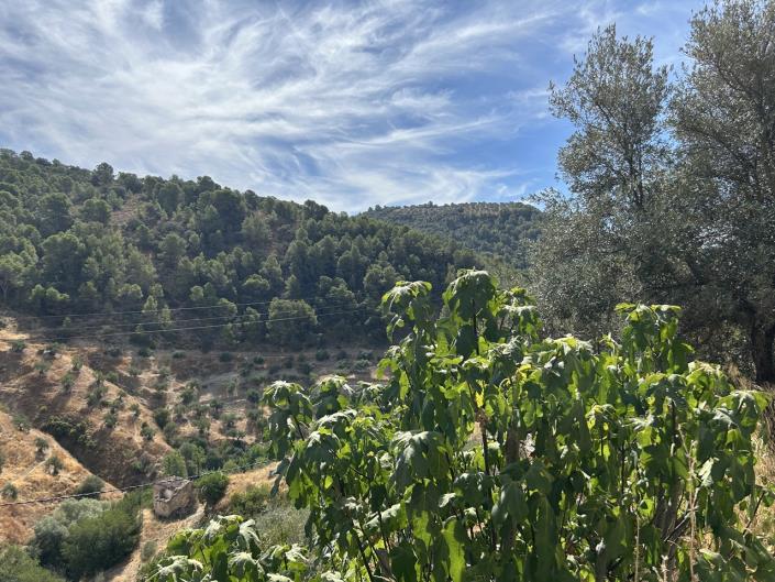 Image No.6-3 Bed Cortijo for sale