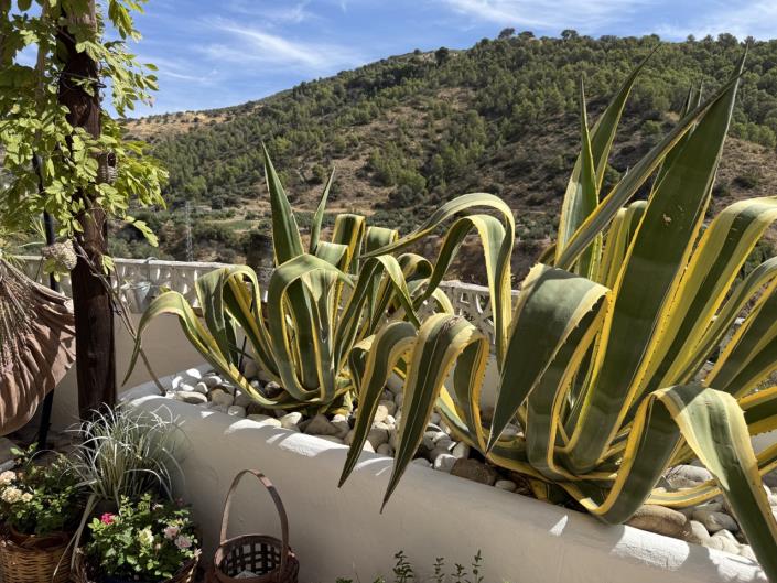 Image No.28-3 Bed Cortijo for sale
