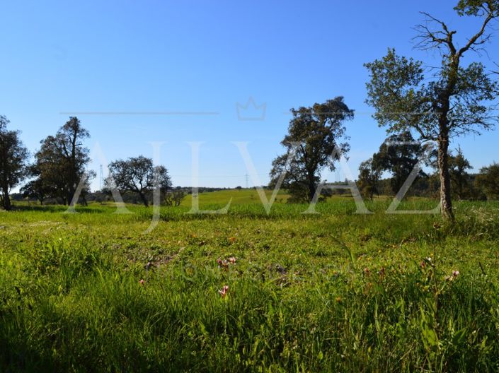 Image No.4-Plot for sale