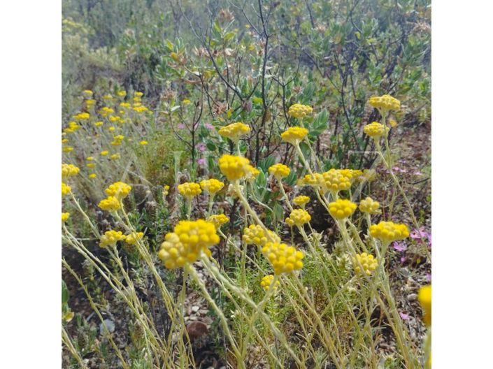 Image No.17-Plot for sale