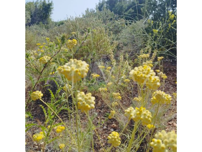 Image No.18-Plot for sale