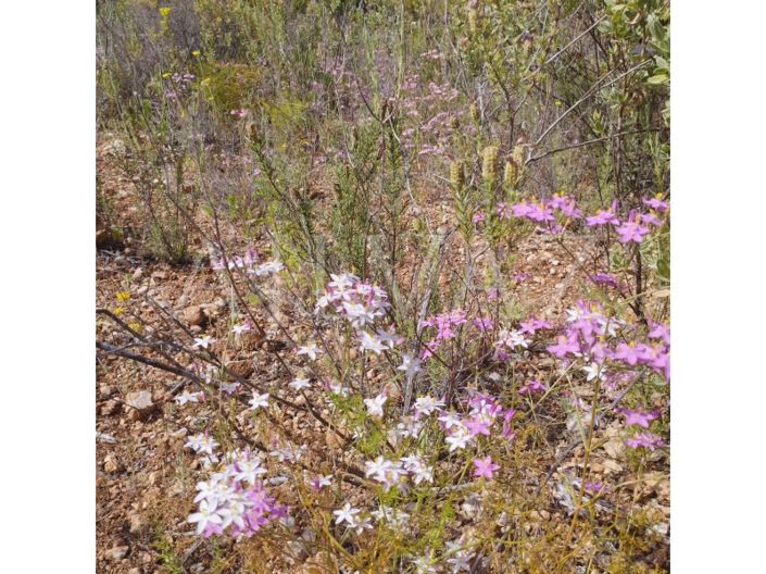 Image No.43-Plot for sale